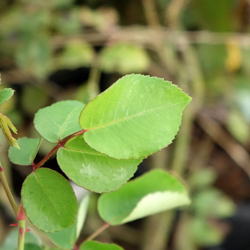 Roseira trepadeira May Queen (Folhagem)