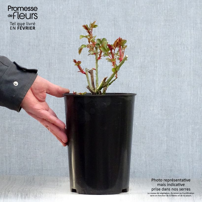 Amostra de Roseira trepadeira Mini Eden Rose Vaso de 4 L/5 L tal como entregue no inverno