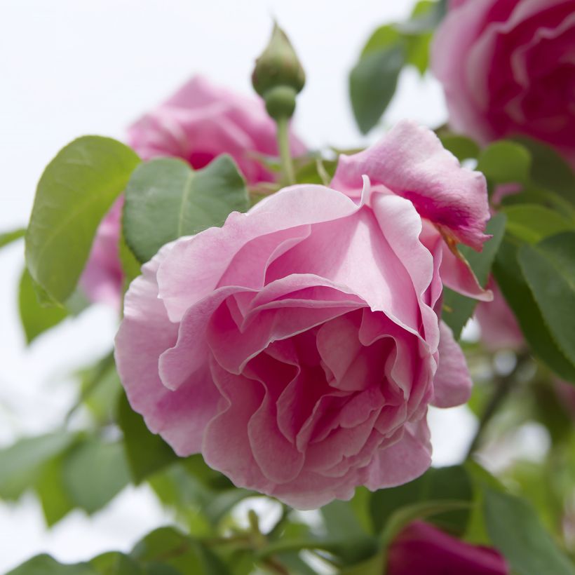 Roseira trepadeira Mme Gregoire Staechelin (Floração)