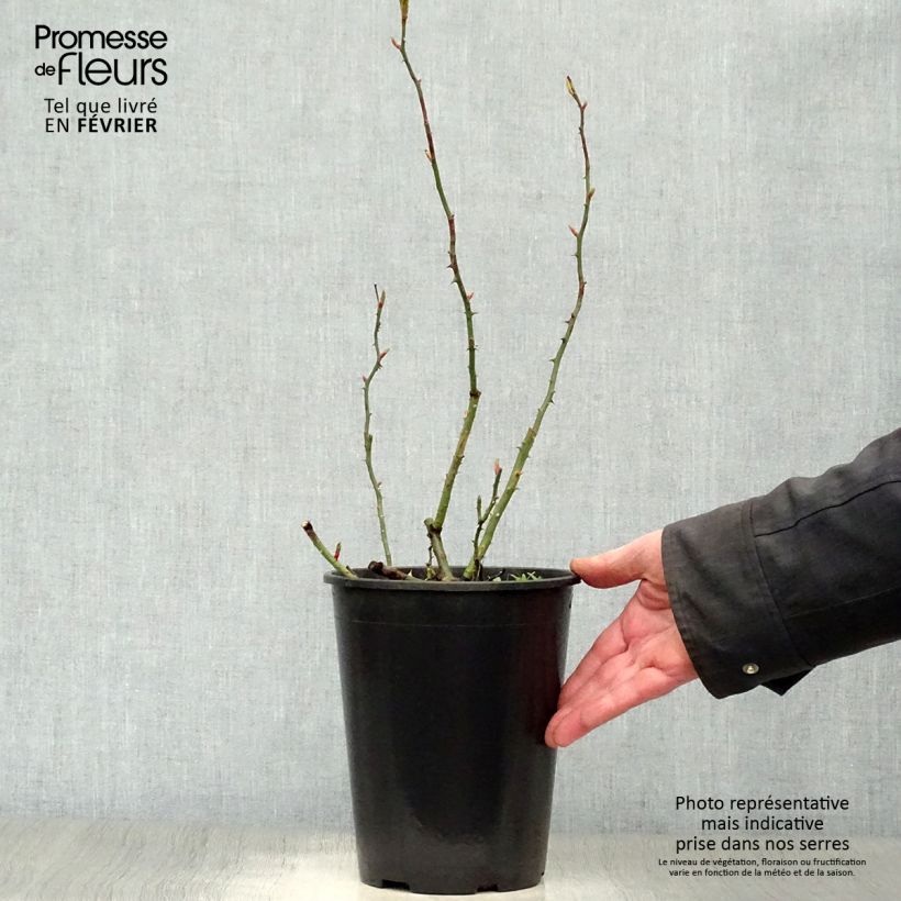 Amostra de Roseira trepadeira New Dawn Vaso de 4 L/5 L tal como entregue no inverno