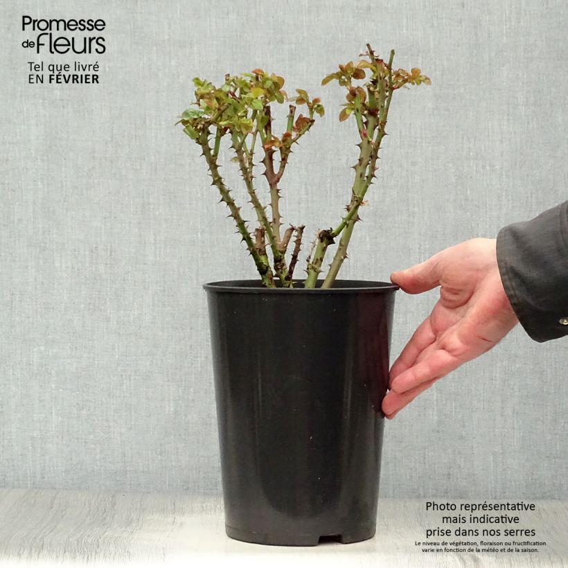 Amostra de Rosier grimpant Ozeana Vaso de 4 L/5 L tal como entregue no inverno