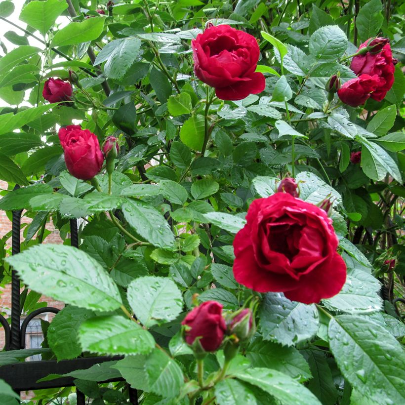 Roseira trepadeira Paul's Scarlet Climber (Folhagem)