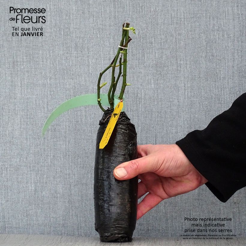 Amostra de Rosier grimpant Perennial Blue Raízes nuas em torrão tal como entregue no inverno