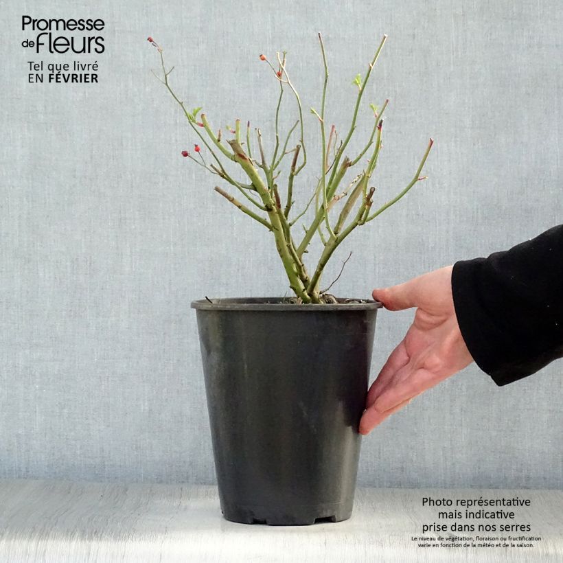 Amostra de Rosier grimpant Perennial Blue Vaso de 4 L/5 L tal como entregue no inverno