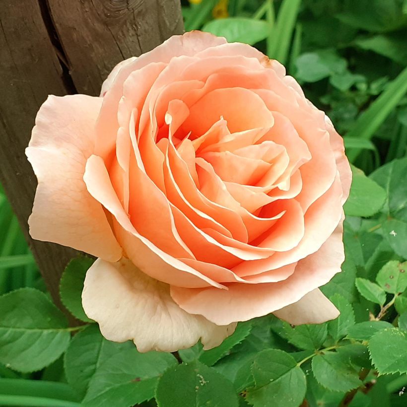 Roseira trepadeira Polka (Floração)