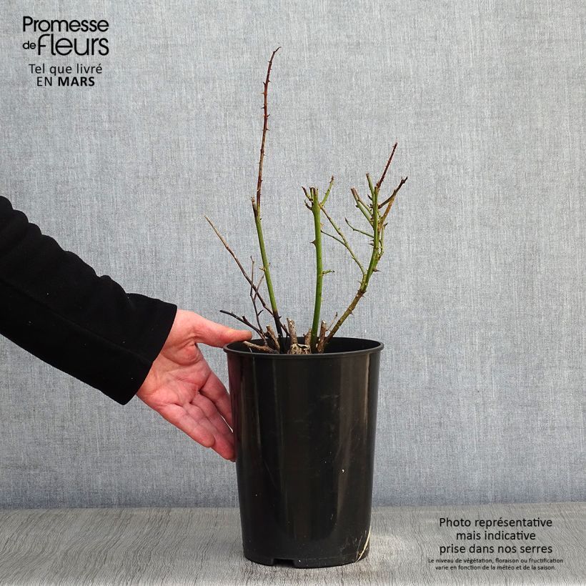 Amostra de Roseira trepadeira Polka Vaso de 4 L/5 L tal como entregue no inverno