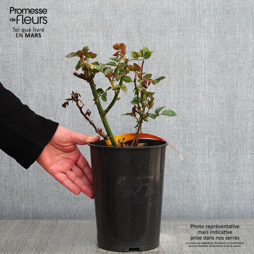 Amostra de Roseira trepadeira Red Eden Vaso de 4 L/5 L tal como entregue no inverno