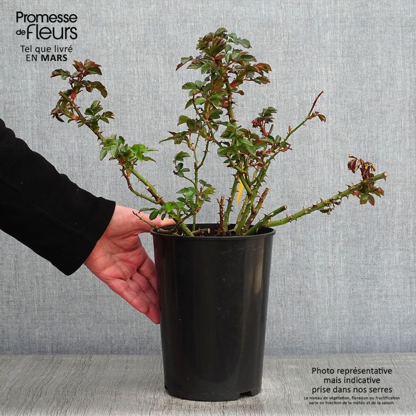 Amostra de Roseira trepadeira Rosarium Uetersen Vaso de 4 L/5 L tal como entregue no inverno