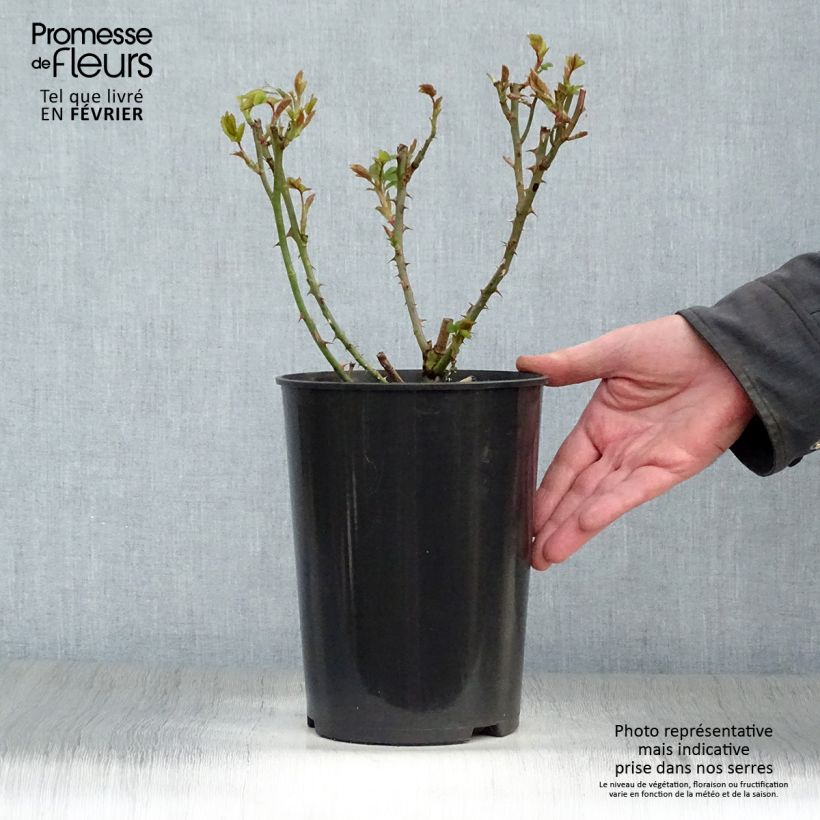 Amostra de Roseira trepadeira Rose de Tolbiac Vaso de 4 L/5 L tal como entregue no inverno