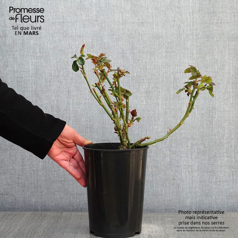 Amostra de Rosier grimpant Schneewalzer Vaso de 4 L/5 L tal como entregue no inverno