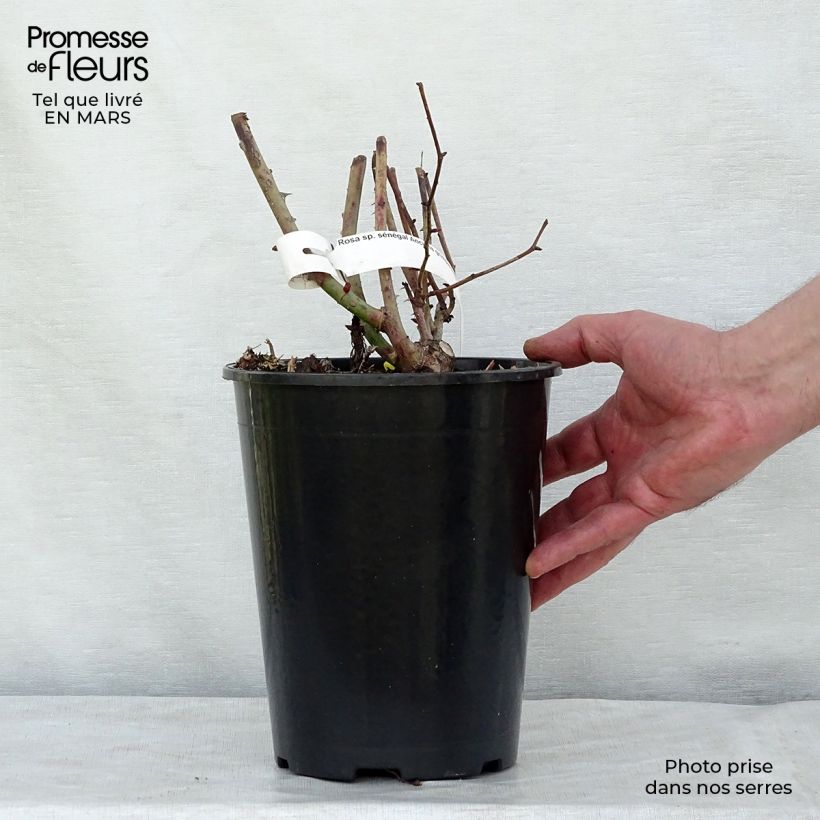 Amostra de Roseira trepadeira Sénégal Vaso de 4 L/5 L tal como entregue na primavera