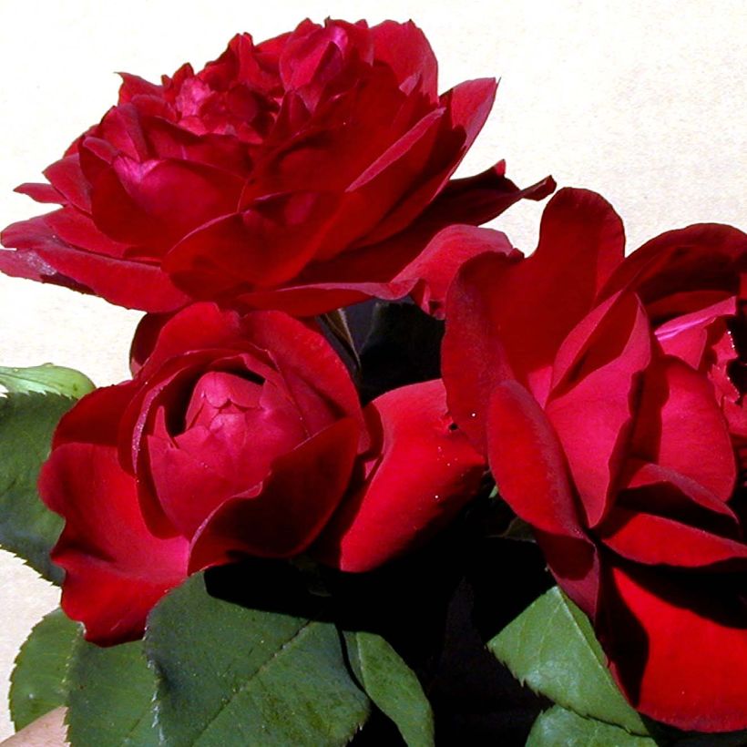 Roseira trepadeira Sénégal (Floração)