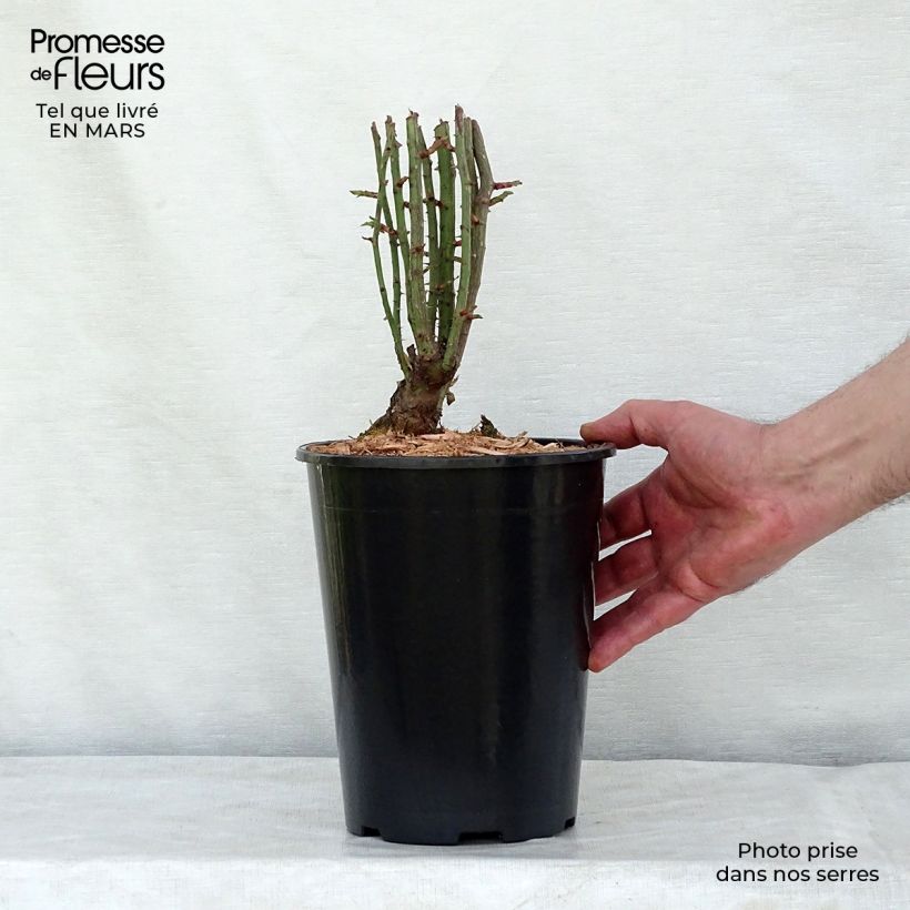 Amostra de Roseira trepadeira Seven Sisters Rose Vaso de 4 L/5 L tal como entregue na primavera