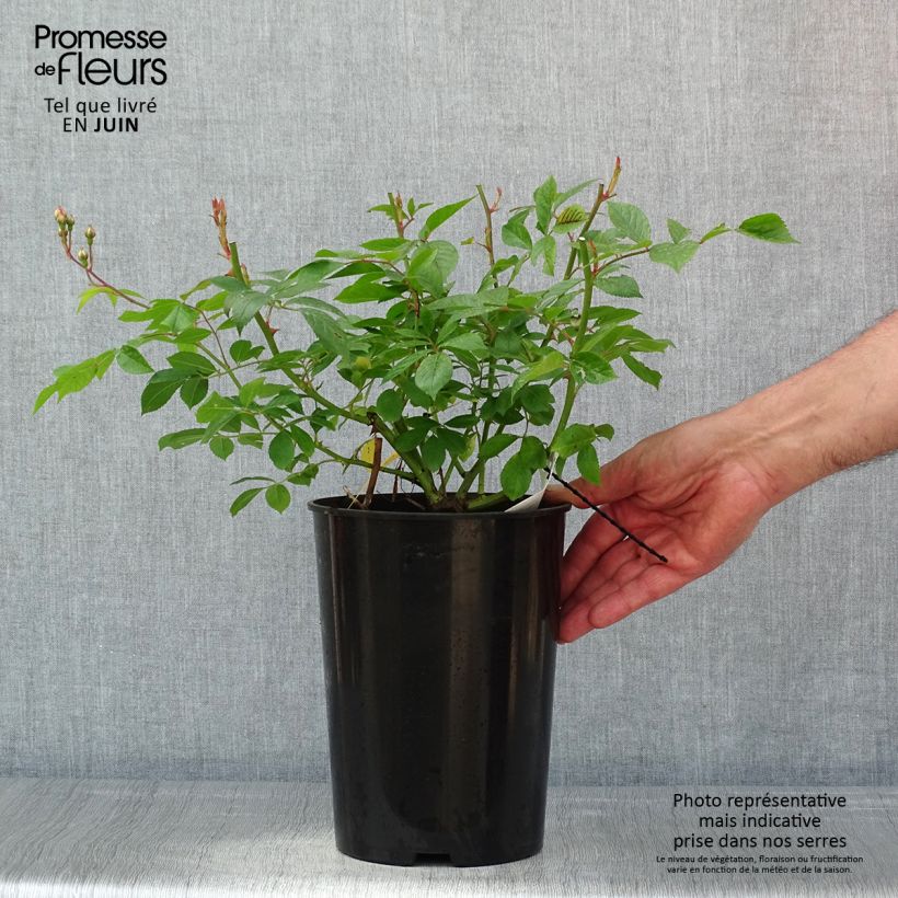 Amostra de Roseira trepadeira Lavender Siluetta Vaso de 4 L/5 L tal como entregue na primavera