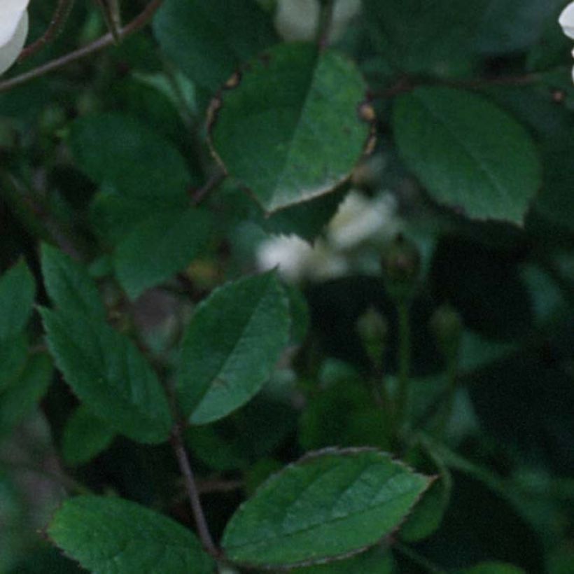 Rosa moschata Trier (Folhagem)