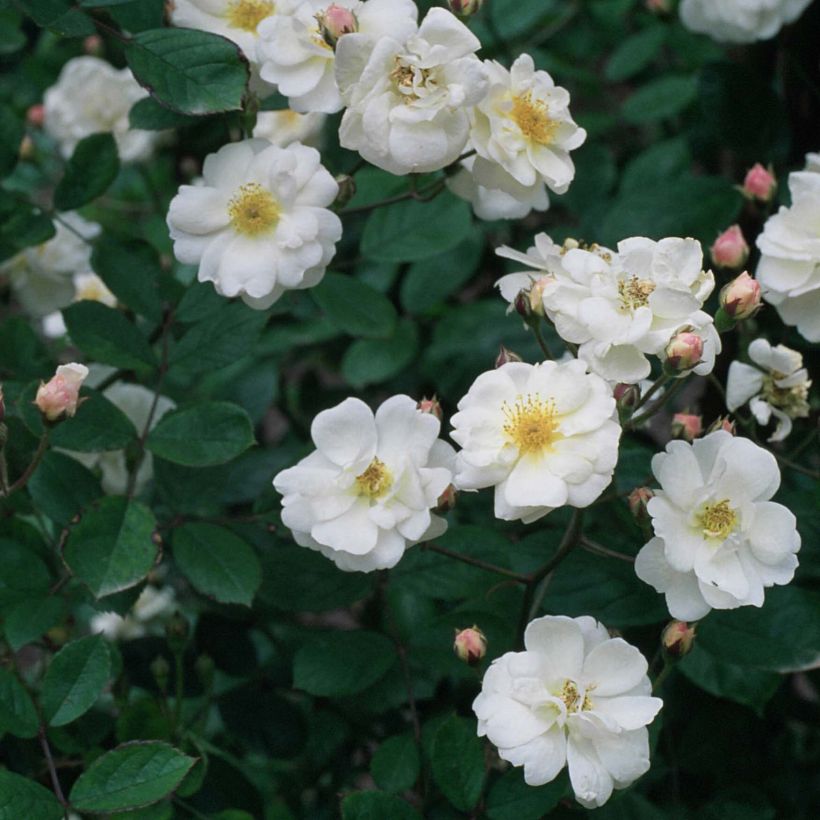 Rosa moschata Trier (Floração)