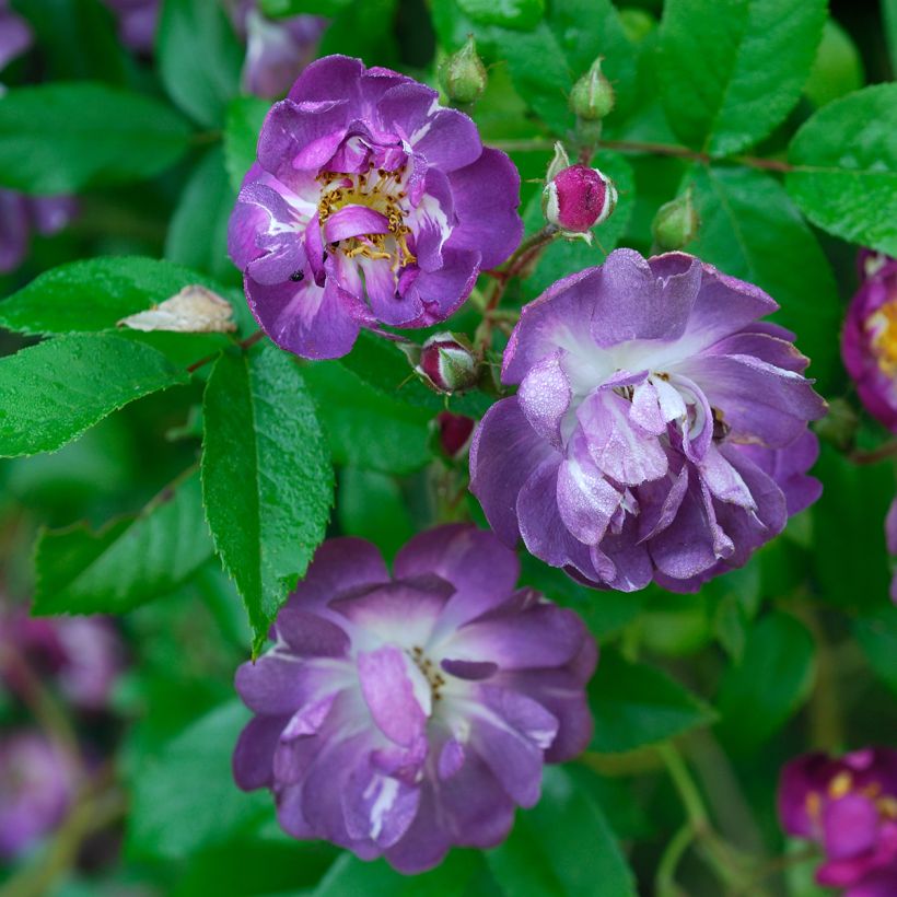 Roseira trepadeira Veilchenblau (Floração)