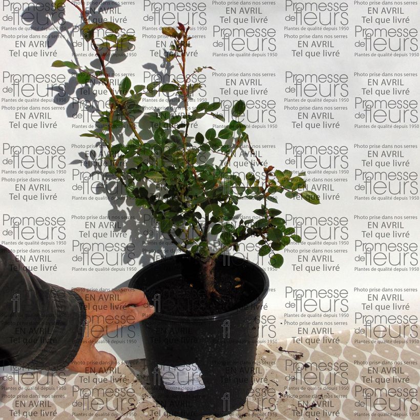 Exemplo de amostra de Rosier grimpant Waltz Vaso de 4 L/5 L tal como entregue