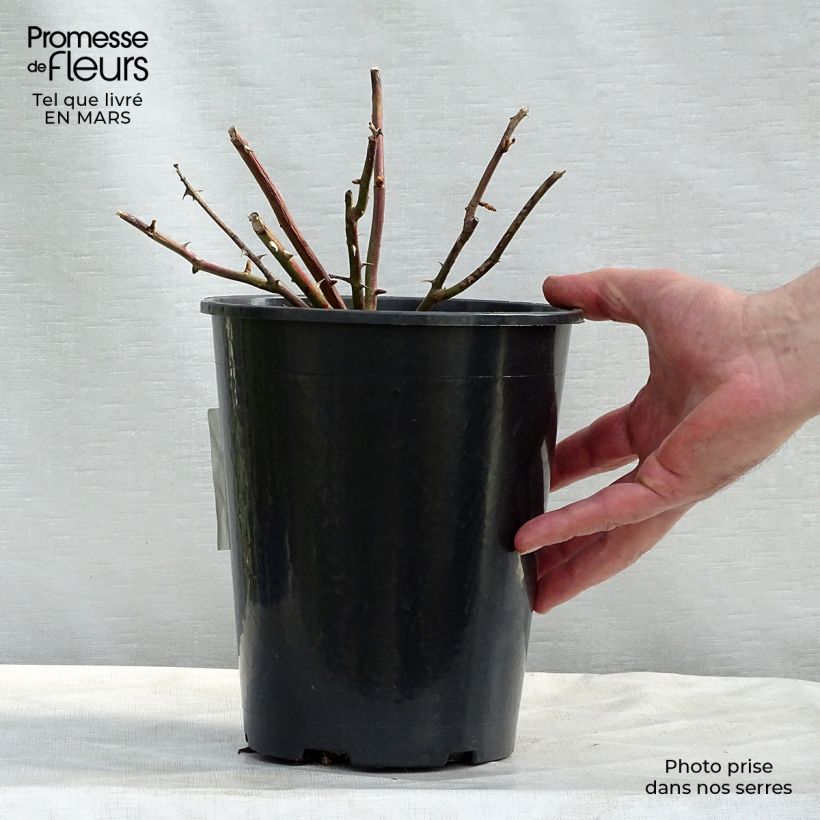 Amostra de Roseira trepadeira White New Dawn Vaso de 4 L/5 L tal como entregue no inverno