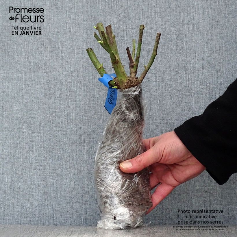 Amostra de Rosier grimpant anglais Little Rambler Raízes nuas em torrão tal como entregue no inverno