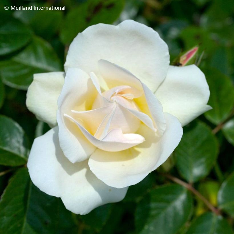 Roseira trepadeira Looping (Floração)