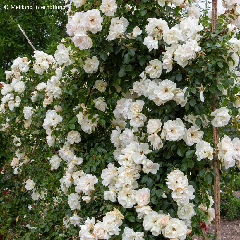 Roseira trepadeira Looping (Hábito)
