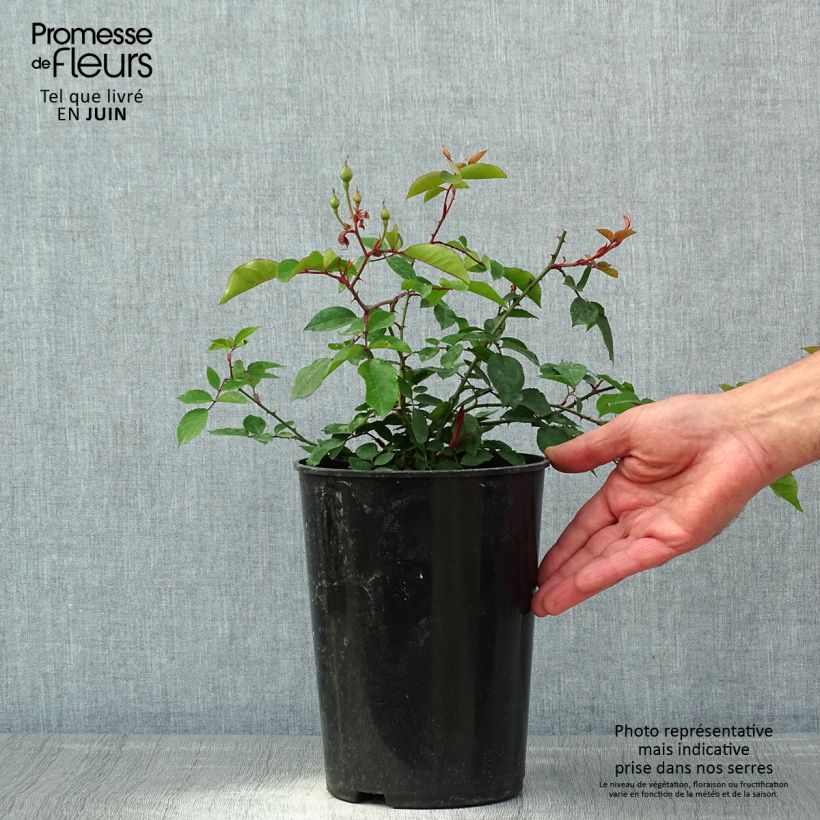 Amostra de Roseira trepadeira Adélaïde d'Orléans Vaso de 4 L/5 L tal como entregue na primavera
