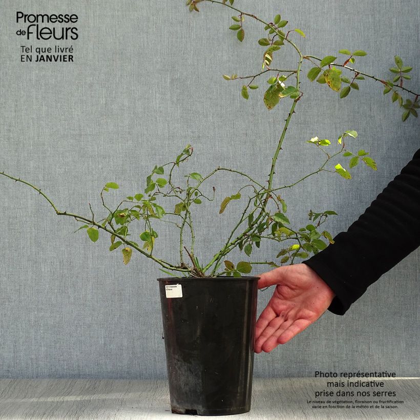 Amostra de Roseira trepadeira Adélaïde d'Orléans Vaso de 4 L/5 L tal como entregue no inverno