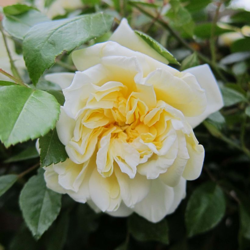 Roseira trepadeira Albéric Barbier (Floração)