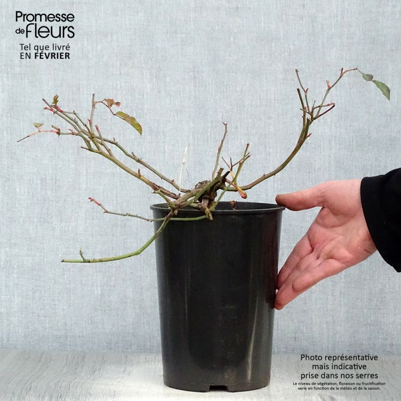 Amostra de Roseira trepadeira Albéric Barbier Vaso de 4 L/5 L tal como entregue no inverno