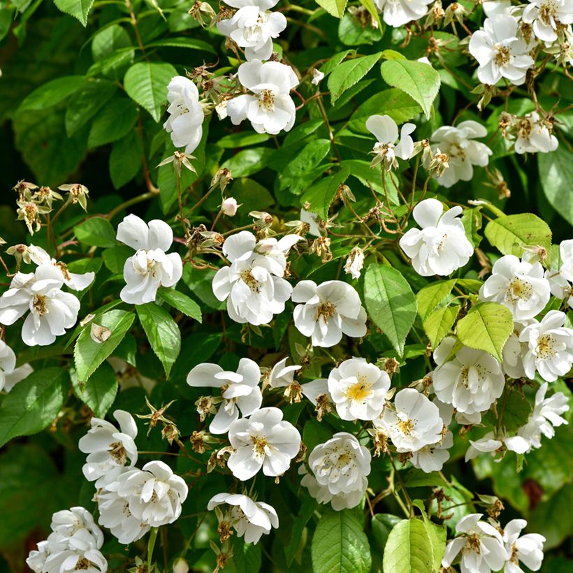 Roseira trepadeira Bobbie James (Folhagem)