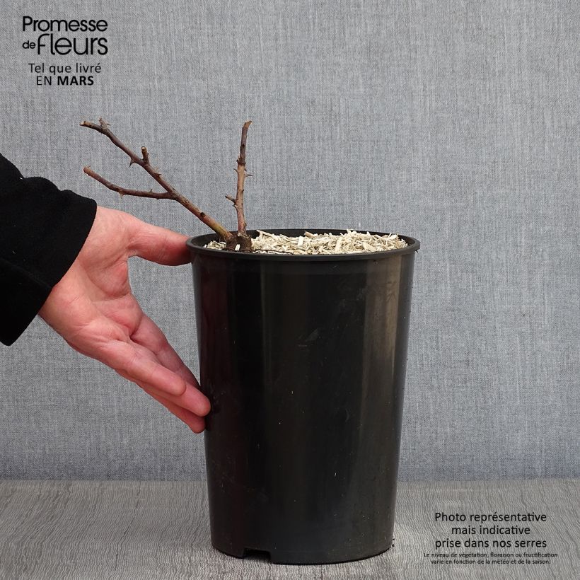 Amostra de Rosier liane Bobbie James Vaso de 4 L/5 L tal como entregue no inverno