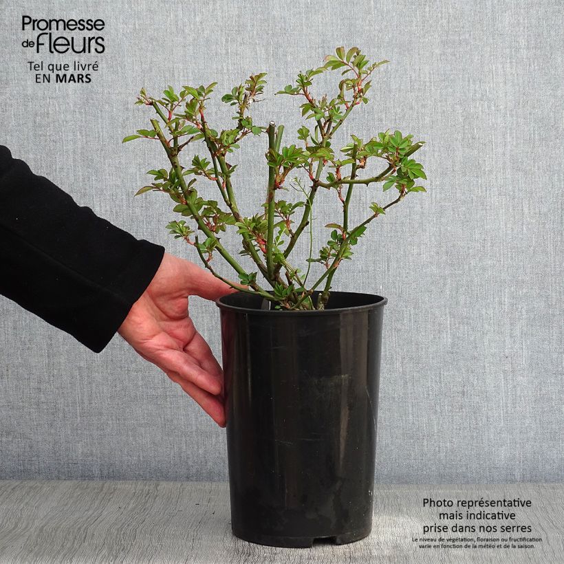 Amostra de Rosier liane Francis E Lester Vaso de 4 L/5 L tal como entregue no inverno