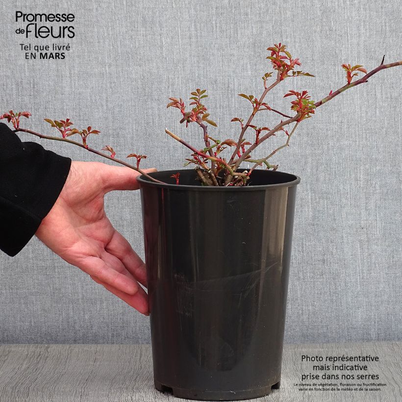 Amostra de Rosier liane François Juranville Vaso de 4 L/5 L tal como entregue no inverno