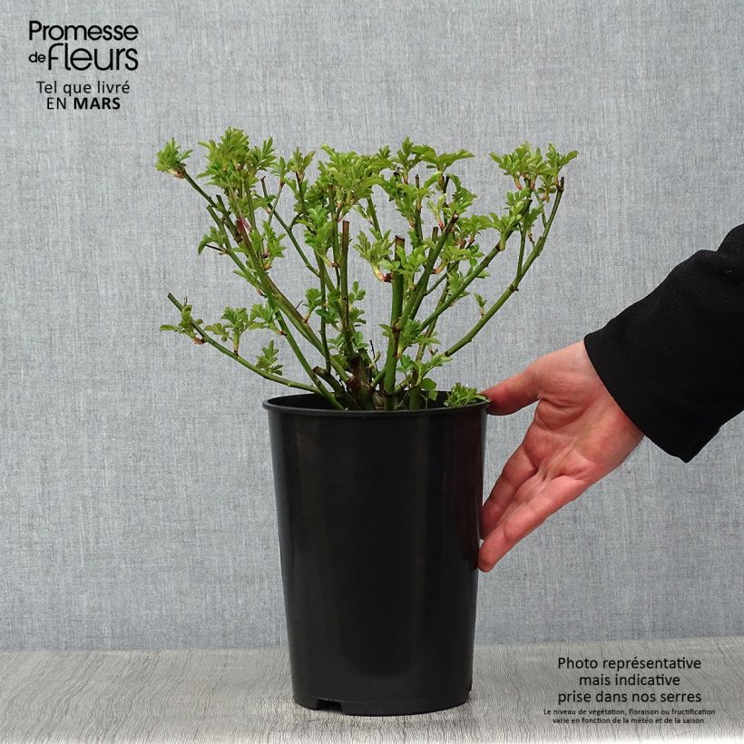 Amostra de Rosier liane Maria Lisa Vaso de 4 L/5 L tal como entregue no inverno