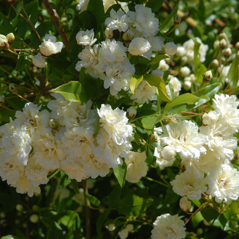 Roseira trepadeira Paul's Himalayan Musk (Folhagem)