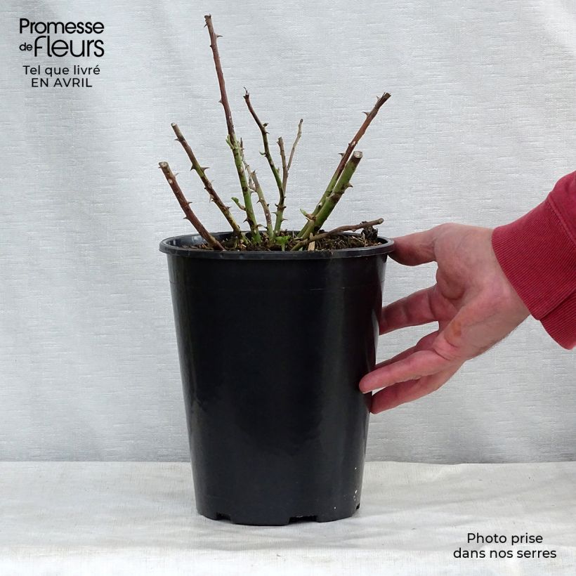 Amostra de Roseira trepadeira Rambling Rector Vaso de 4 L/5 L tal como entregue na primavera