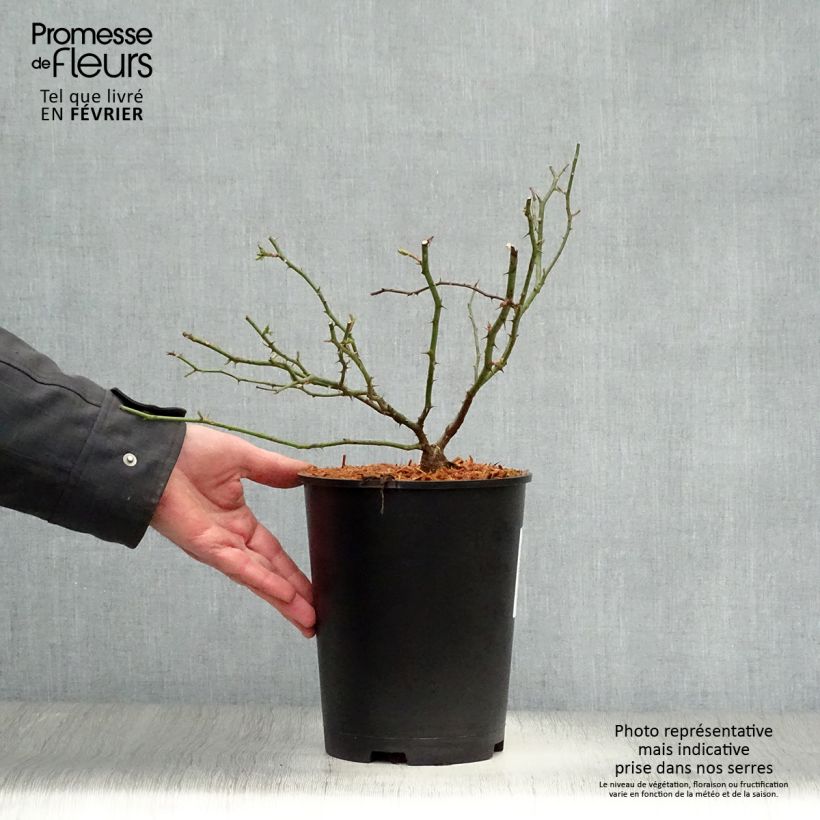 Amostra de Rosier liane Sander's White Rambler Vaso de 4 L/5 L tal como entregue no inverno