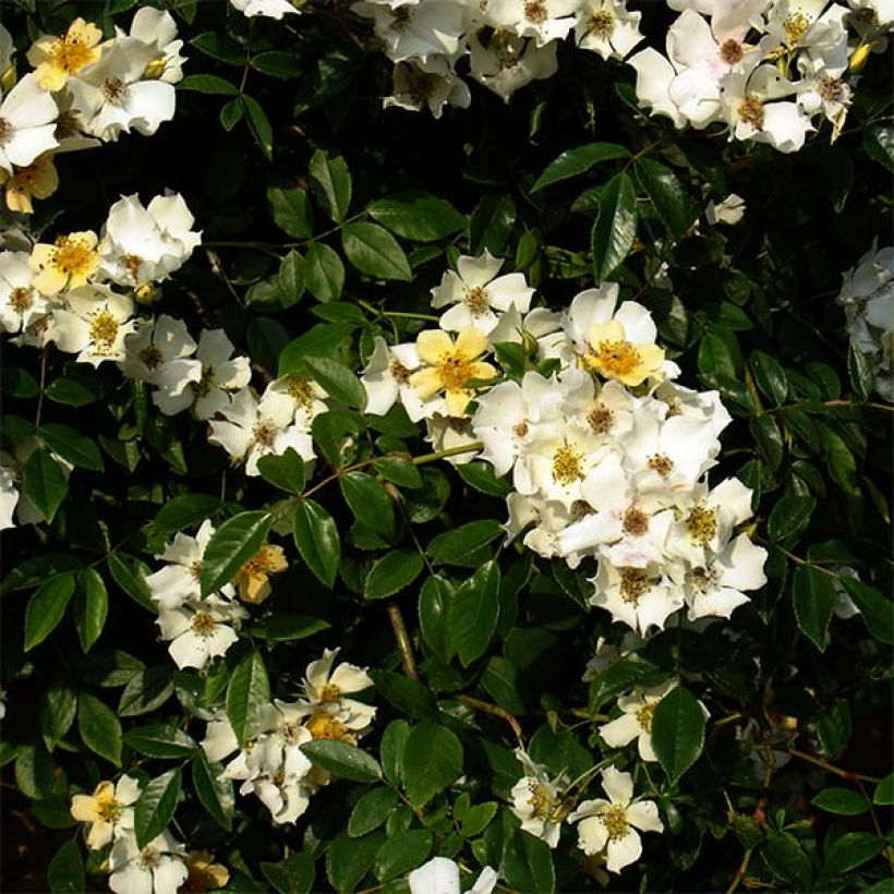 Roseira trepadeira Wedding Day (Floração)