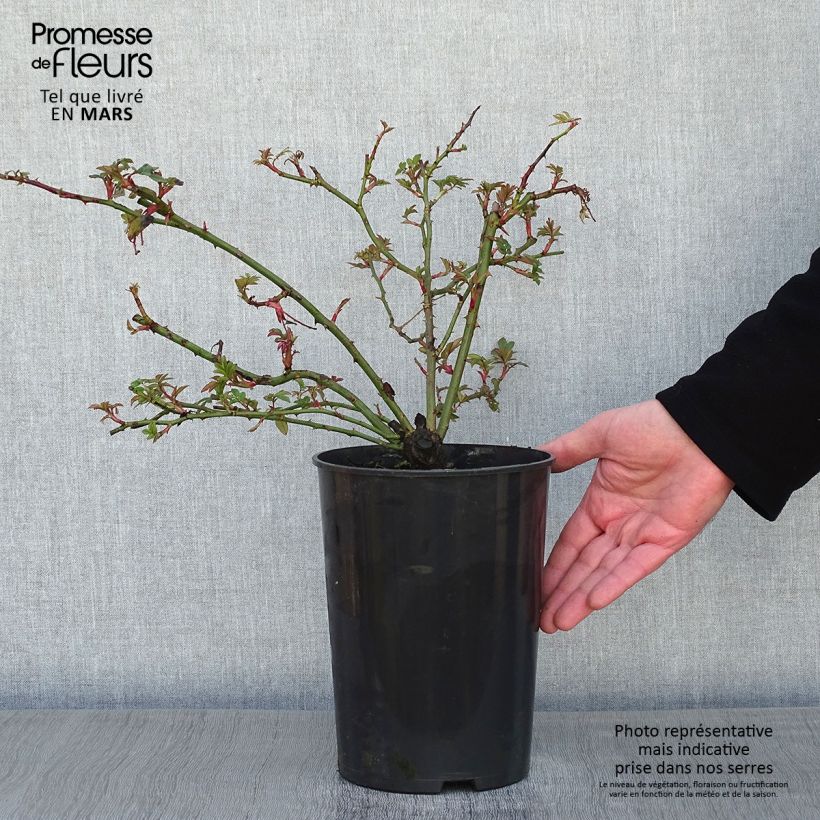 Amostra de Roseira trepadeira Wedding Day Vaso de 4 L/5 L tal como entregue no inverno