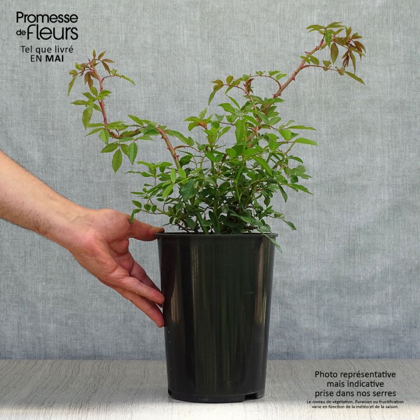 Amostra de Roseira trepadeira Wedding Day Vaso de 4 L/5 L tal como entregue na primavera