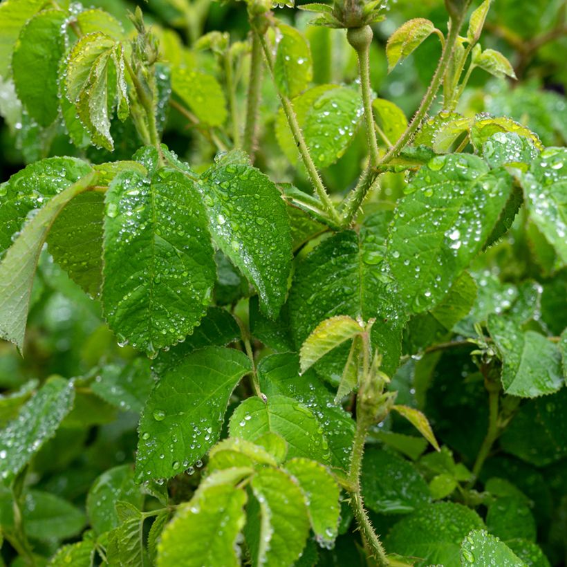 Rosa banksiae Purezza - Roseira de Banks (Folhagem)