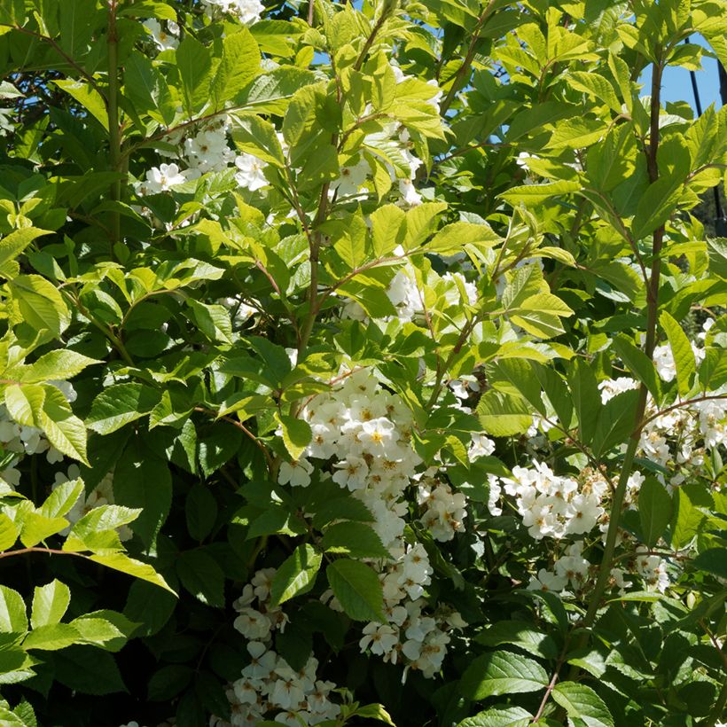 Rosa filipes Kiftsgate - Roseira trepadeira (Folhagem)