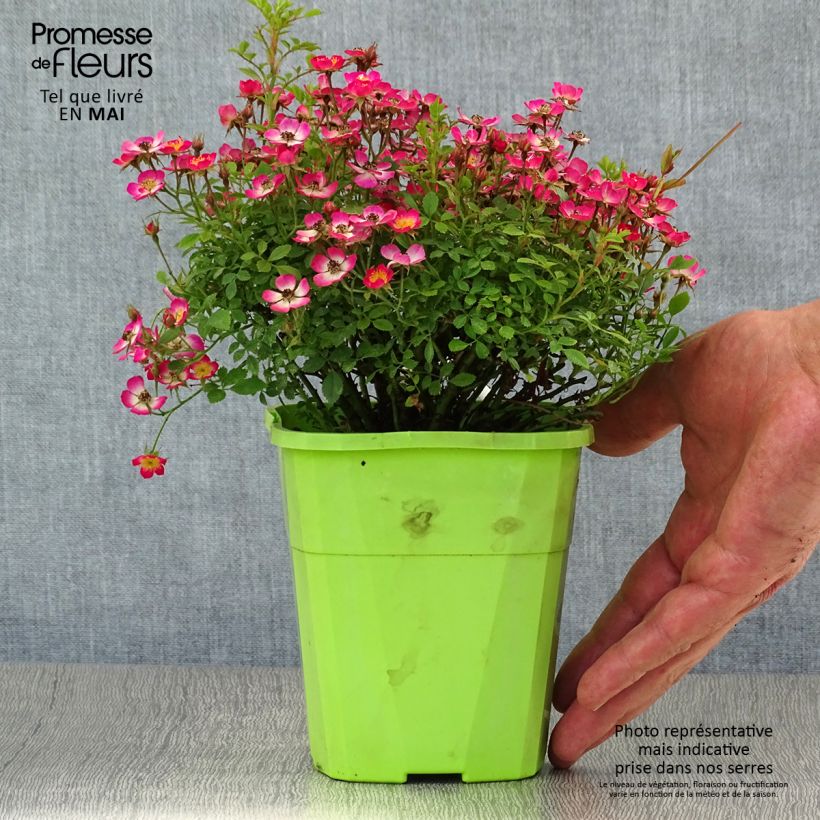 Amostra de Rosier miniature Cutie Pie Pot de 2L/3L tal como entregue na primavera
