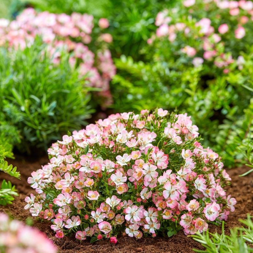 Roseira miniatura Cutie Pie (Hábito)