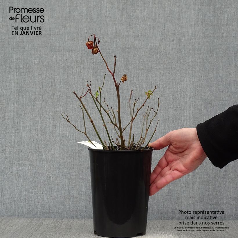 Amostra de Roseira miniatura Orange Morsdag Vaso de 3 L/4 L tal como entregue no inverno