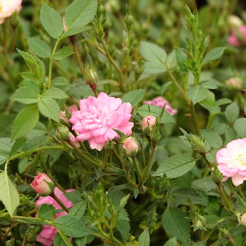 Roseira miniatura Galaxy Naos (Floração)