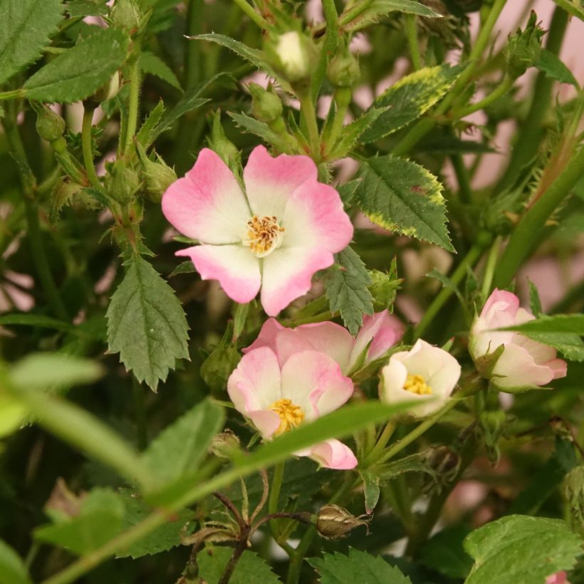 Roseira miniatura Galaxy Vega (Floração)