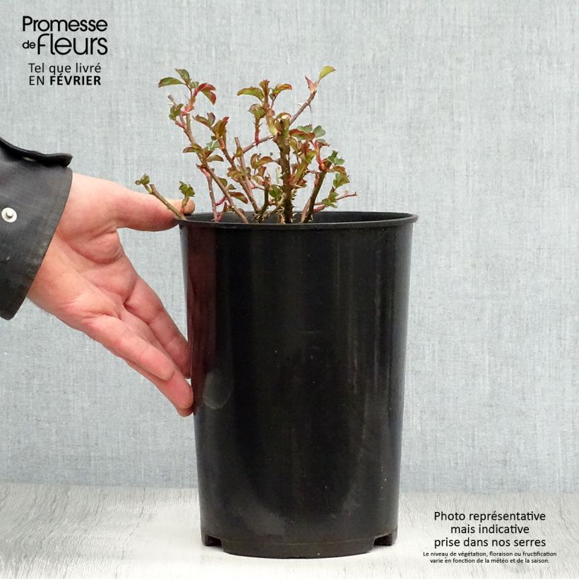 Amostra de Roseira miniatura Coral Babylon Eyes Vaso de 4 L/5 L tal como entregue no inverno