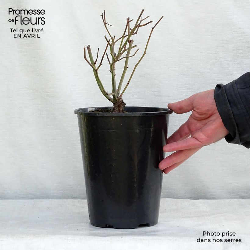 Amostra de Roseira miniatura Morsdag Vaso de 3 L/4 L tal como entregue na primavera